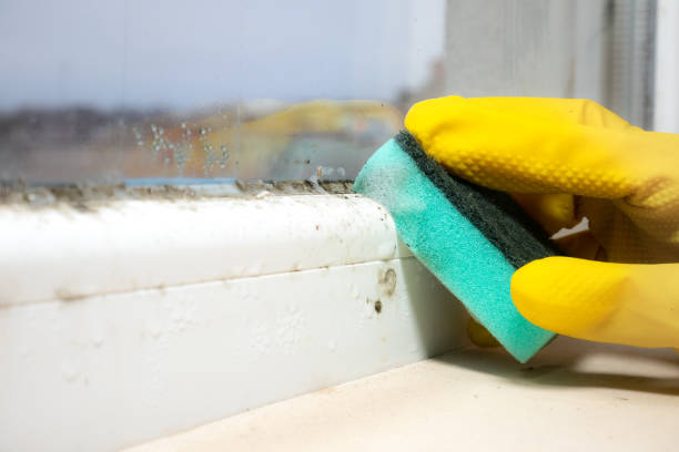 Best Industrial Mold Remediation in Nashville, GA