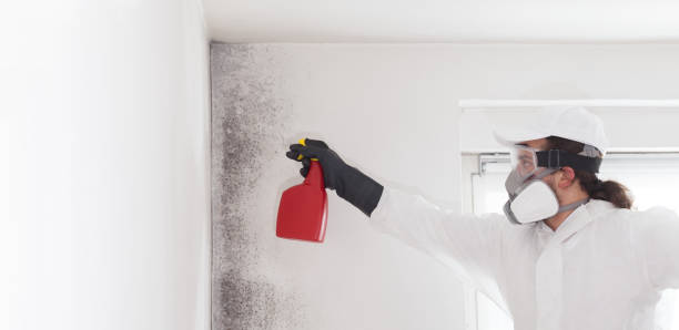 Best Basement Mold Remediation in Nashville, GA