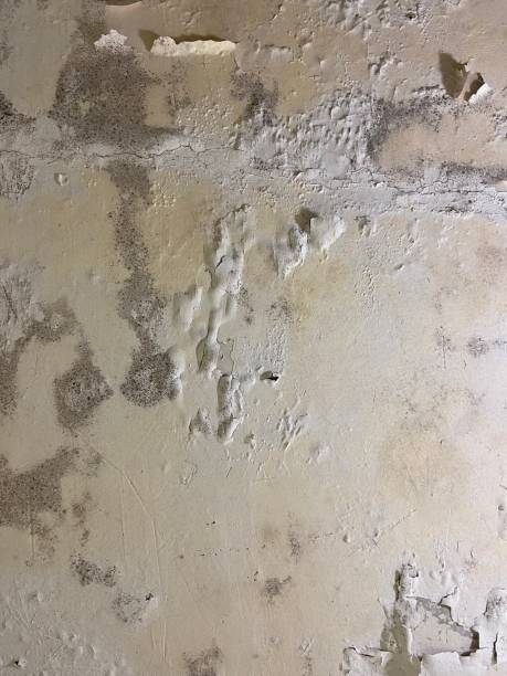 Best Black Mold Remediation in Nashville, GA