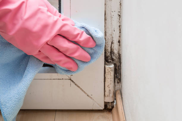 Best Commercial Mold Remediation in Nashville, GA